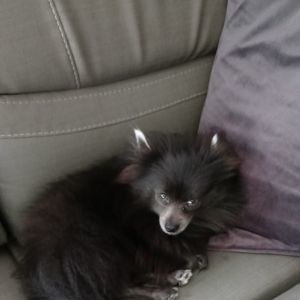 Meet your Posher, Carina